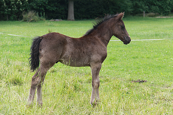Voorbeeldfoto: Ceres Lord Zorro